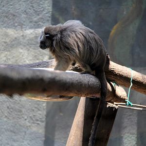 white-footed tamarin (Saguinus leucopus)