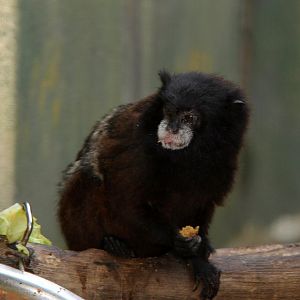 brown-mantled tamarin (Saguinus fuscicollis)