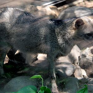 crab-eating fox (Cerdocyon thous)