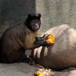 labled as large-headed capuchin (Sapajus macrocephalus)