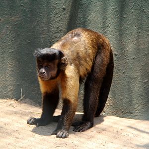 labled as large-headed capuchin (Sapajus macrocephalus)