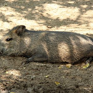 collared peccary (Pecari tajacu)