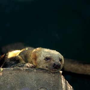 tayra (Eira barbara)