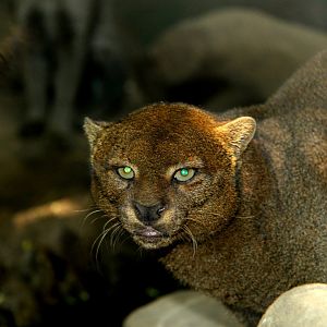 jaguarundi (Herpailurus yagouaroundi)