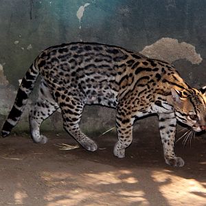ocelot (Leopardus pardalis)