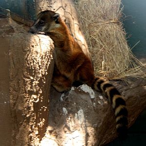 Orange coati (Nasua nasua dorsalis)