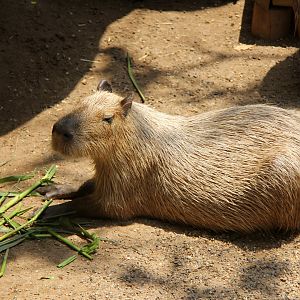 lesser capybara (Hydrochoerus isthmius) species ID?