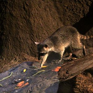 crab-eating raccoon or South American raccoon (Procyon cancrivorus)