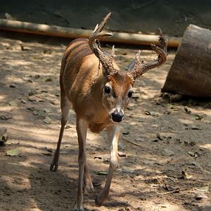 White-tailed deer (Odocoileus virginianus goudotii)
