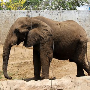 African elephant (Loxodonta africana)