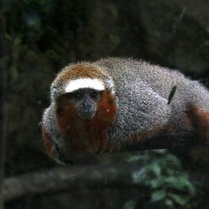 ornate titi (Plecturocebus ornatus) aka (Callicebus ornatus)