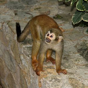 Humboldt's squirrel monkey (Saimiri cassiquiarensis)