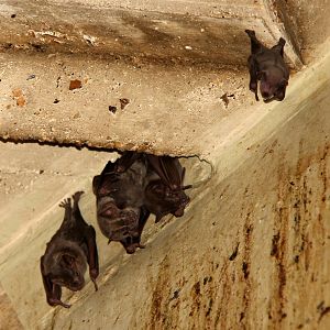 Bat species ID? Two different species? Jamaican fruit bat (Artibeus jamaicensis) group on left?