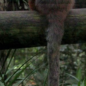 ornate titi (Plecturocebus ornatus) aka (Callicebus ornatus)