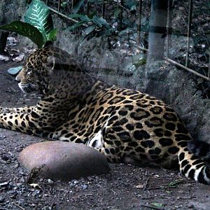 jaguar (Panthera onca)