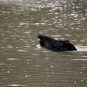swimming tapir (Tapirus terrestris)