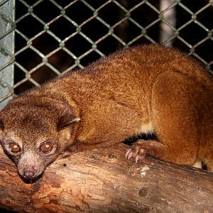 northern olingo (Bassaricyon gabbii)