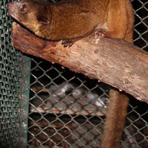 northern olingo (Bassaricyon gabbii)