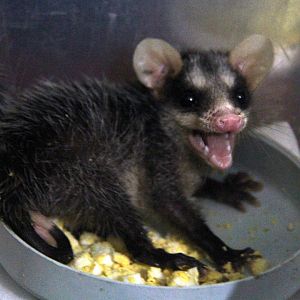 common opossum (Didelphis marsupialis)