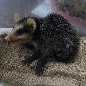 common opossum (Didelphis marsupialis)