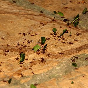 Leafcutter ants