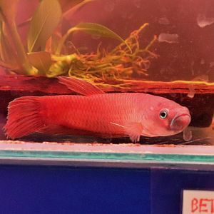 Betta patoti