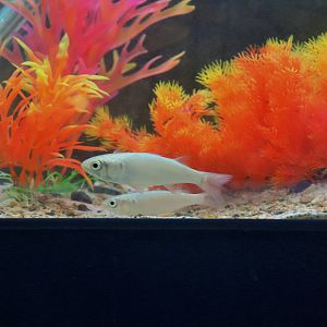 Sea Mullet (Mugil cephalus)