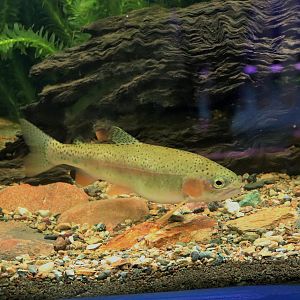 Rainbow Trout (Oncorhynchus mykiss)