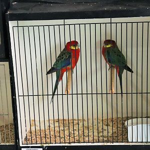 Western Rosellas (Platycercus icterotis)
