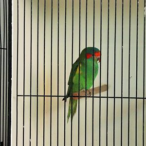 Musk Lorikeet (Glossopsitta concinna)