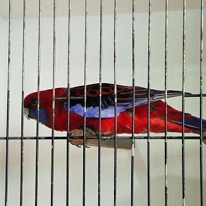Crimson Rosella (Platycercus elegans)