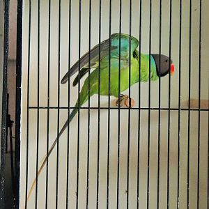 Slaty-headed Parakeet (Psittacula himalayana)