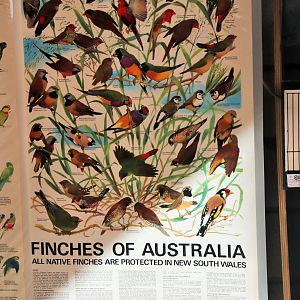 Finches of Australia Poster