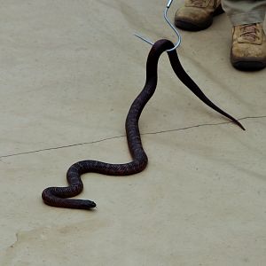 Collett's Snake (Pseudechis colletti)