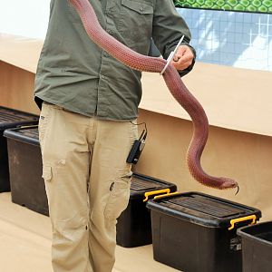 King Brown (Mulga) Snake (Pseudechis australis)