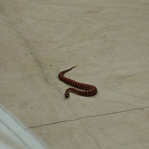 Common Death Adder (Acanthophis antarcticus)