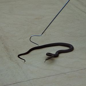 Eastern Brown Snake (Pseudonaja textilis)