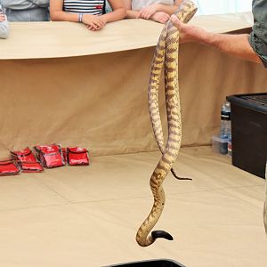 Black-headed Python (Aspidites melanocephalus)