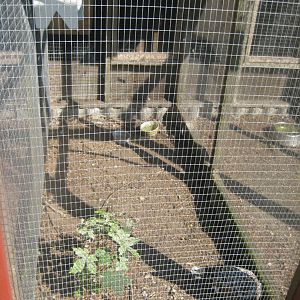 Den Jydske Rosenpark - Chicken aviary
