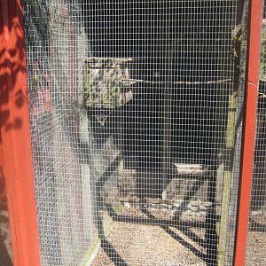 Den Jydske Rosenpark - Cockatiel aviary