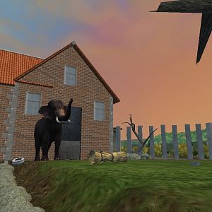 ZT2 Sri Lankan Elephant Bull Yard