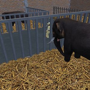 ZT2 Sri Lankan Elephants Indoors