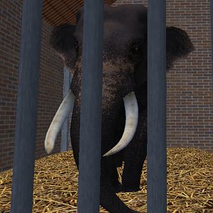 ZT2 Sri Lankan Elephant Bull