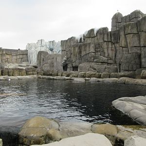 Eismeer - Pacific Walrus Exhibit #1