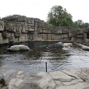 Eismeer - Pacific Walrus Exhibit #3