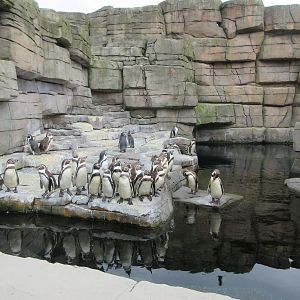 Eismeer - Humboldt Penguin Exhibit (it's much larger!)