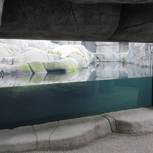 Eismeer - Polar Bear Exhibit