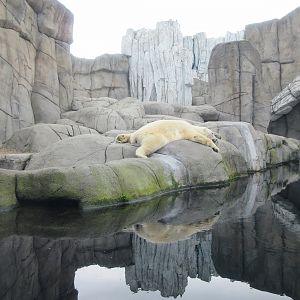 Eismeer - Polar Bear Exhibit