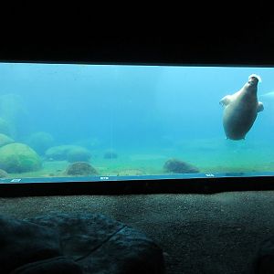 Eismeer - Pacific Walrus Exhibit #1
