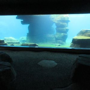 Eismeer - Pacific Walrus Exhibit #2 (+ South American Fur Seals)